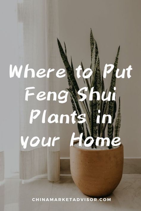 Where to Put Feng Shui Plants in your Home Plants For Entrance House, Plants That Bring Good Luck, Money Plant Decor Ideas Living Rooms, Feng Shui Plants Houseplant, Plants In Bedroom Decoration, How To Display Plants Indoors, Indoor Plants Display, Display Plants Indoors, Bedroom Decor With Plants