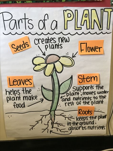 CKLA Parts of a plant anchor chart Plant Needs Anchor Chart, Flower Anchor Chart, Kindergarten Parts Of A Plant, Life Cycle Of A Plant Anchor Chart, Grade 3 Plants Unit, Plant Unit First Grade, Plant Anchor Chart Kindergarten, Parts Of A Flower Anchor Chart, Ckla Kindergarten Plants