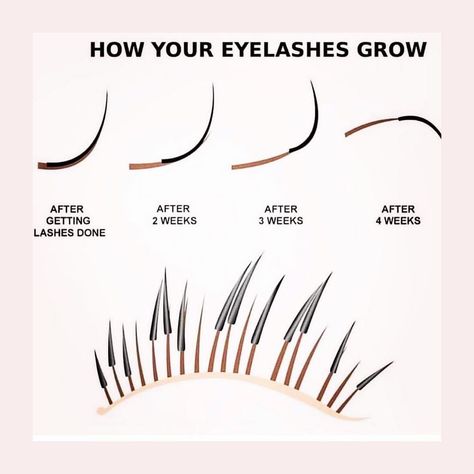 Metro Detroit Beauty + Medspa on Instagram: “This is a great visual of why you need lash “fills” and how your lashes grow out with extensions. During your fill appointment, we’ll…” Outgrown Lash Extensions, Lash Extensions Facts, Model Needed Post, Lash Extensions Content, Lash Extensions Instagram Post, Lash Content Ideas For Instagram, Models Needed Post, Lash Extensions Aesthetic, Lash Extension Instagram