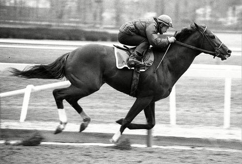 Kentucky Derby Horses, Triple Crown Winners, Derby Horse, Cowgirl Magazine, Thoroughbred Horse Racing, Belmont Stakes, Horse Dressage, Racing Posters, Animals Friendship