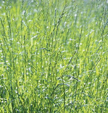 tall grass seed Rye Grass, Cover Crops, Succession Planting, Grass Seed, Garden Lovers, Seed Starting, Organic Farming, Planting Seeds, Spring Garden