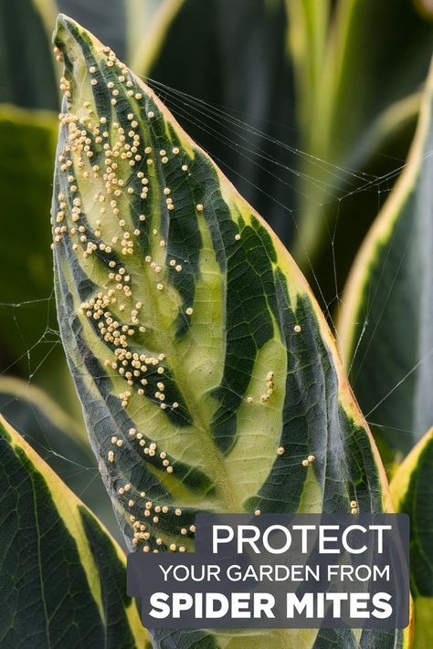 Identifying Spider Mites in Your Garden Pest Prevention, Scale Insects, Insecticidal Soap, Natural Pest Control, Garden Pest Control, White Flies, Spider Mites, Under The Weather, Pest Management