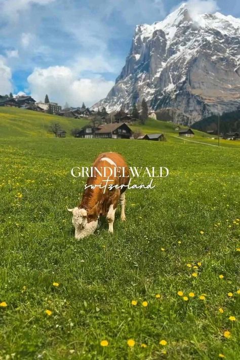 An image of a cow grazing in a green field. In the background, there are snow capped mountains and blue sky. A text overlay reads: 'Grindelwald, Switzerland' Travel Aesthetic Japan, Aesthetic Switzerland, Summer Outfit Travel, Switzerland Elopement, Winter Places, Switzerland Aesthetic, Switzerland Winter, Switzerland Summer, Grindelwald Switzerland