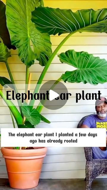 Link in Bio on Instagram: "Elephant ear plants

#garden #tipsforgarden #greengarden #gardens #gardendecor #gardenideas #gardenlover #gardengoals #gardentipss #gardenroses #gardenplants #gardenview #indoorgarden #backyardgarden #gardenshouse #organicgarden" Elephant Ears Plants, Elephant Ear Plants, Elephant Plant, Bio On Instagram, Elephant Ear Plant, Plants Garden, Elephant Ears, August 15, Planting Flowers