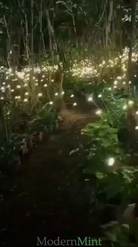 Calm Lighting, Front Flower Beds, Hangout Spot, Walkway Landscaping, Firefly Lights, Solar Garden, Solar Lights Garden, Solar Powered, Dream Garden