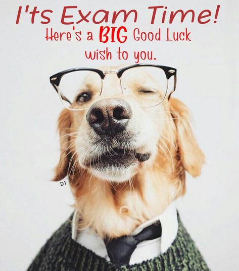 It's Exam time! Here's a BIG Good Luck wish to you. Exam Wishes Good Luck Funny, Good Luck Exams Funny, Good Luck Today Quotes, Succes Examen Quotes, Good Luck Exams Motivation, Goodluck Message For Exams, Exam Wishes Good Luck Messages, Good Luck For Your Exam, Good Luck Quotes For Exams