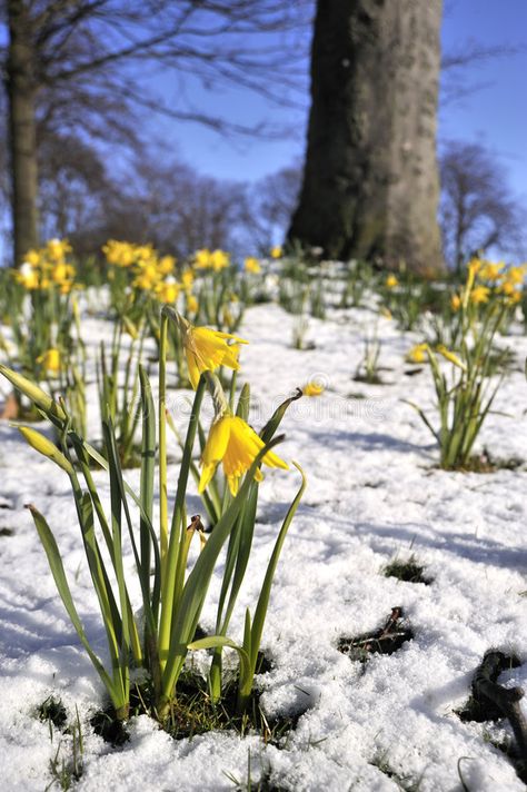 Daffodill in Spring Snow. Spring Yellow Daffodills in Melting Snow #Sponsored , #SPONSORED, #AD, #Spring, #Melting, #Daffodills, #Daffodill Melting Snow, Spring Snow, Spring Yellow, Spring Images, Rare Features, Snow Melting, Spring Projects, Cold Spring, Spring Mood