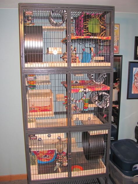 Awesome three level chinchilla cage setup. Rat Cage Ideas, Ferret Nation Cage, Pet Rat Cages, Critter Nation Cage, Chinchilla Care, Chinchilla Pet, Chinchilla Cage, Pet Rodents, Ferret Cage