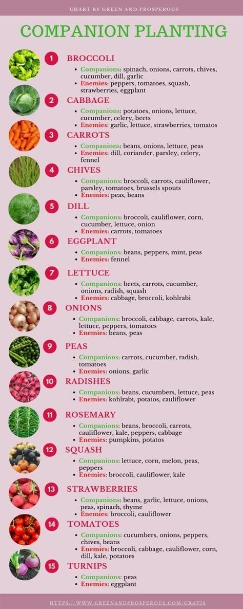 Garden Companion Planting, Gardening Projects, Vegetable Garden Planning, Vegetable Garden For Beginners, Homestead Gardens, Vegetable Garden Diy, Types Of Vegetables, Veg Garden, Home Vegetable Garden