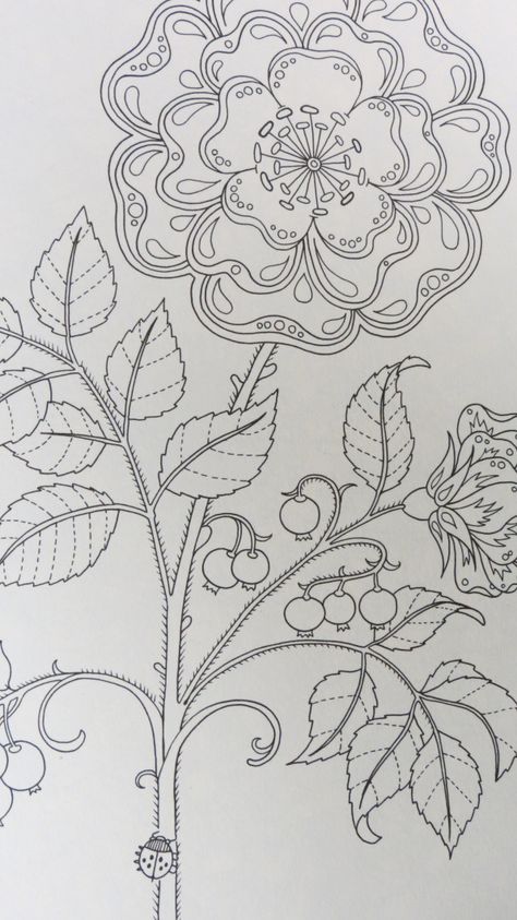 Secret Garden - by Johanna Basford Secret Garden Book, Secret Garden Coloring Book, Secret Garden Colouring, Stitch Work, Needlework Patterns, Earthship, Black Flowers, Abstract Photos, Wild Roses