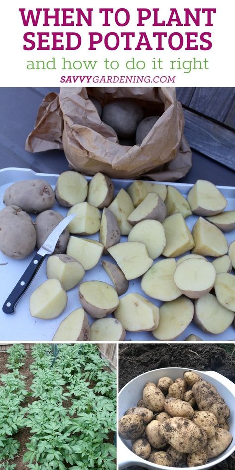 How To Plant Seed Potatoes, Best Way To Plant Potatoes, When To Grow Potatoes, What To Plant With Potatoes, Potatoe Planting How To Grow, Potatoes In Buckets How To Grow, How To Plant Potatoes In A Container, How To Sprout Potatoes For Planting, Planting Potatoes From Old Potatoes