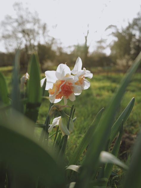 March 'Notes From The Field' — Milli Proust flowers Fields Of Mistria March, Milli Proust, Netherlands Flower Field, Daffodils Field, Orange Flower Field, Endless Flower Field, Drip Tape, Open Door Policy, Soaker Hose