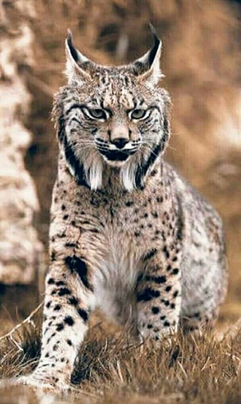 Lince Ibérico Feline Species, Wild Rabbits, Iberian Lynx, Iberian Peninsula, Exotic Cats, Rare Animals, Majestic Animals, Cheetahs, Domestic Cat