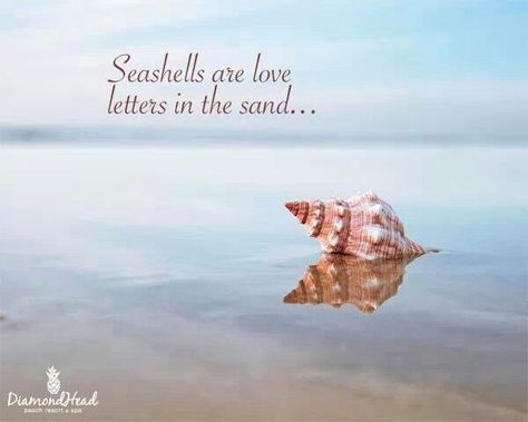 Seashells Quote, Quotes For Your Loved Ones, Scene Quotes, Sea Quotes, Beach Things, I Love The Beach, Shell Beach, Beach Quotes, Beach Scene