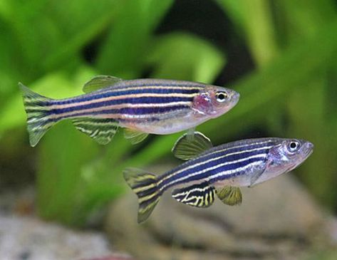 ZEBRA DANIO OR ZEBRAFISH LIFE EXPECTANCY Zebra Danio, Danio Fish, Aquarium Freshwater, Ikan Air Tawar, Fish Freshwater, Tropical Fish Aquarium, Tropical Freshwater Fish, Fresh Water Fish Tank, Tropical Aquarium