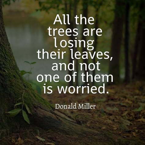 Look into nature to find inspiration, it's god gift to us, so as to use as examples in our everyday life. Trails Quotes, Nature Quotes Trees, Quotes About Attitude, Donald Miller, Natural Beauty Quotes, About Trees, Nature Quotes Adventure, Tree Quotes, Wednesday Wisdom