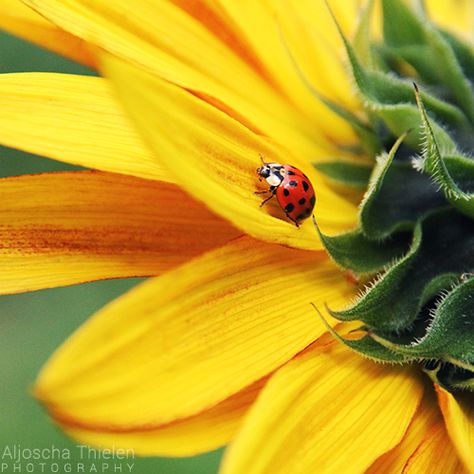 Can everybody see me? by *AljoschaThielen on deviantART Sunflower And Ladybug, Ladybird Tattoo, Sunflowers Art, Sunflowers And Daisies, Crystal Embroidery, Paint Nite, Lady Bugs, Bird Tree, Macro Photography