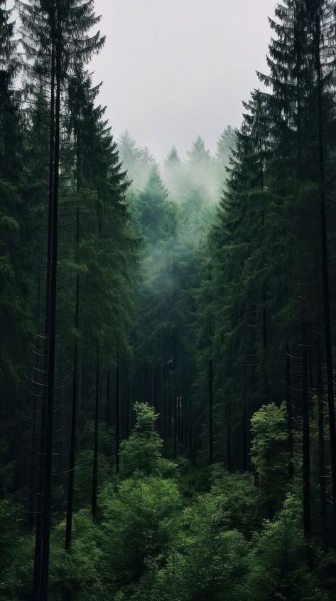 Pine forest nature outdoors woodland.  | premium image by rawpixel.com Pine Tree Aesthetic, Iphone Wallpaper Forest, Pine Trees Photography, Mountain Iphone Wallpaper, Cloud Scenery, Sky Iphone Wallpaper, Forest Wallpaper Iphone, Pnw Aesthetic, Iphone Wallpaper Dark