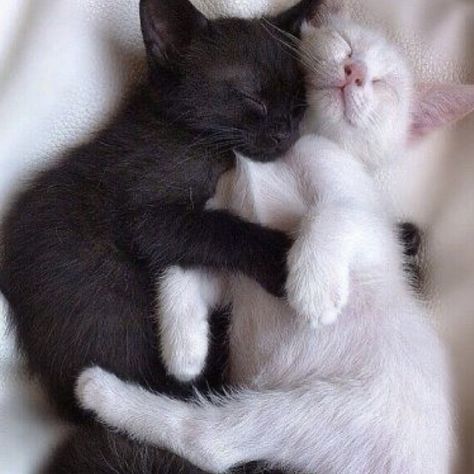 Cat Couple, Söt Katt, Beautiful Cat Breeds, White Kittens, Cat People, Cat Person, Cat Aesthetic, Silly Cats