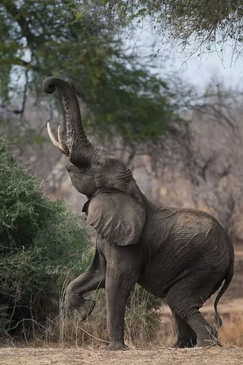 African Forest Elephant, African Bush Elephant, Wild Animals Photography, Happy Elephant, Elephant Pictures, Elephants Photos, Africa Wildlife, Africa Animals, Tropical Animals