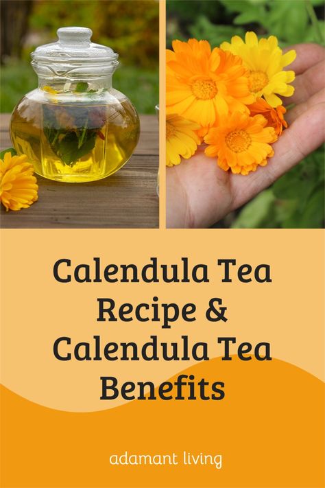 Calendula Tincture Recipes, Benefits Of Calendula Tea, Calendula Tea Benefits, Calendula Flower Benefits, Medicinal Herbs Recipes, Calendula Tincture, Healing Tea Recipes, Herbs Recipes, Homemade Tea Recipes