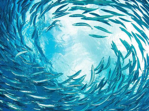 Sardines swirl en masse at Thousand Steps Reef off the island of Bonaire in this National Geographic Photo of the Day from our Your Shot community. School Of Fish Painting, National Geographic Wallpaper, House Tully, Investigatory Project, Fish School, Shoal Of Fish, Summertime Blues, Underwater Theme, Full Blue