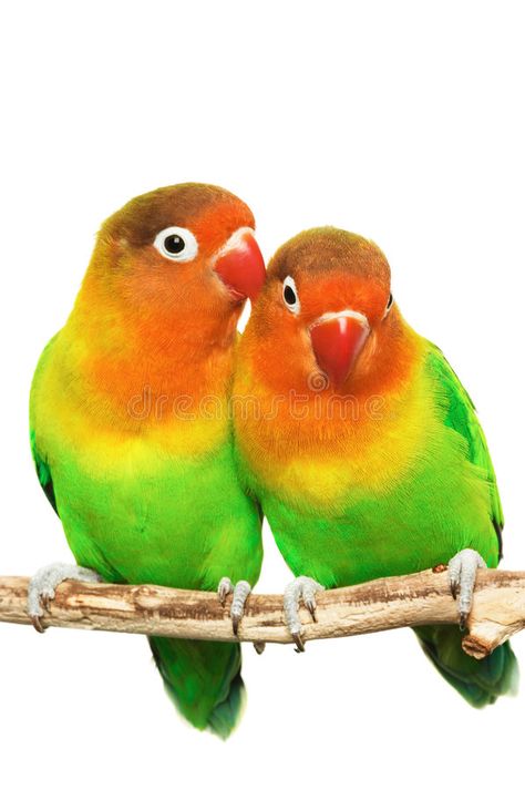 Pair of little lovebirds. Agapornis-fischeri isolated on white , #AFF, #Agapornis, #lovebirds, #Pair, #white, #isolated #ad Lovebirds Art, Love Birds Pet, African Lovebirds, African Love, Family Images, Pet Bird, Exotic Birds, Cute Birds, Bird Feathers