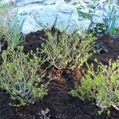 Garden Shrubs Evergreen, Front Porch Landscape, Blueberry Gardening, Growing Blueberries, Acid Loving Plants, Blueberry Bushes, English Cottage Garden, Garden Shrubs, Growing Succulents