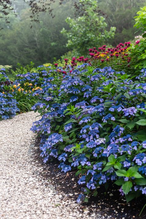 Endless Summer® Twist-n-Shout® Reblooming Hydrangea boasts picturesque color all season long with deep pink or periwinkle blue lacecap hydrangea flowers, depending on soil pH. Covered with loads of dependable flowers, this hydrangea has become a favorite for new and expert gardeners alike. Not only are the blooms on Twist-n-Shout® remarkable, but the sturdy stems are also vivid red, adding even more interest to your landscape. Whether you enjoy Twist-n-Shout® as an accent or as a mass planting, Summer Crush Hydrangea, Reblooming Hydrangea, Twist And Shout Hydrangea, Lacecap Hydrangea, Mass Planting, Shrubs For Landscaping, Lace Cap Hydrangea, Hydrangea Landscaping, Endless Summer Hydrangea