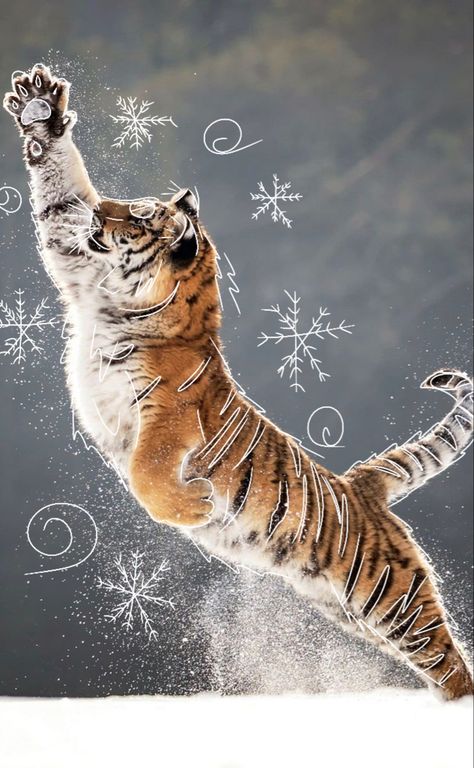 #tiger #tigertherian #therian #therianthropy #therianaesthetic #snow #snowflake #aesthetic Tiger Underwater, Tiger Therian Mask, Tiger Fursona, Tiger Aesthetics, Snowflake Aesthetic, Tiger Therian, Tiger In Water, Therian Art, Therian Pfp