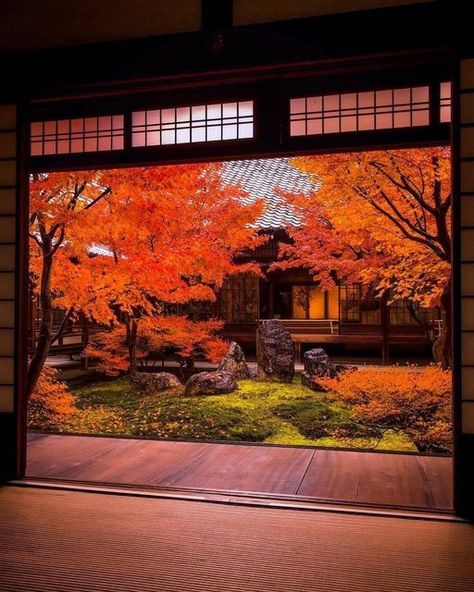 Japanese Autumn, Japan Autumn, Japan Temple, Japan Garden, Japanese Temple, Japan Photography, Tarot Reader, Beautiful Trees, Japan Culture