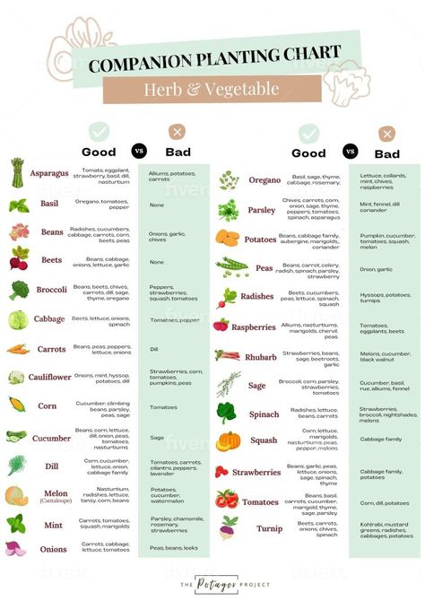 Veggie Garden Layout, Planting Layout, Planting Chart, Vegetable Planting Guide, Companion Planting Guide, Companion Planting Chart, Companion Planting Vegetables, Garden Bed Layout, Garden Companion Planting