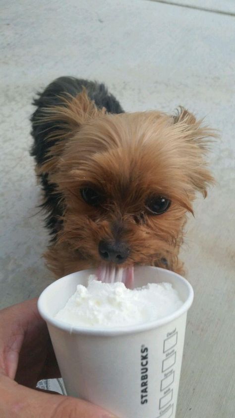 Terrier Haircut, Yorkshire Terrier Haircut, Yorkie Terrier, Yorkie Dogs, Yorkshire Terrier Puppies, Cute Little Puppies, Terrier Puppies, Yorkie Puppy, Lap Dogs