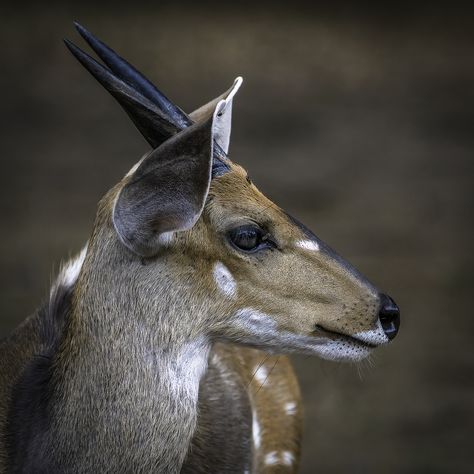 A portrait of a young male Bushbuck in the Kruger National Park. In Sub-Saharan Africa, the bushbuck is a widely distributed antelope species. These creatures have a light brown coat that may have seven white stripes and side white splotches. The most movable areas of their bodies—such as the ears, chin, tail, legs, and neck—usually have geometrically formed white patches. Only the males have horns, and their muzzles are likewise white. #wildlifephotography #malebushbuck White Patches, Kruger National Park, Brown Coat, Wildlife Photography, Light Brown, National Park, Art Reference, Stripes, Photography