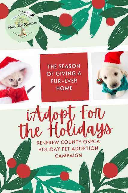 iAdopt for the Holidays: 'Tis the season to find a forever home for as many pets as possible, and the Ontario SPCA Renfrew County Animal Centre is finding innovative ways to connect pets with potential adopters #OSPCA #iAdopt #iAdoptForTheHolidays #petadoption #Christmas Animal Shelter Donations, Pet Adoption Event, Pet Adoption Center, Season Of Giving, Christmas Ad, Animal Sanctuary, Pet Holiday, Dog Images, Fun Events