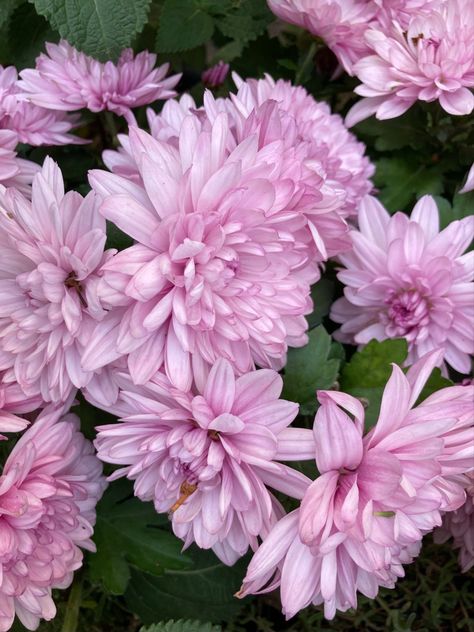 #chrysanthemum #pink #flowers #nature Pink Chrysanthemum Aesthetic, Chrysanthemum Aesthetic, Chrysanthemum Pink, Chrysanthemum Flower, Flowers Nature, Chrysanthemum, Pink Flowers, Plants, Flowers