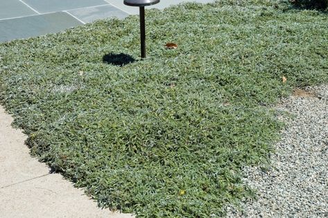 Dymondia margaretae Silver Carpet, Mediterranean Landscaping, Plant Images, Water Wise, Backyard Garden Design, Plant List, Plant Design, Ground Cover, Drought Tolerant