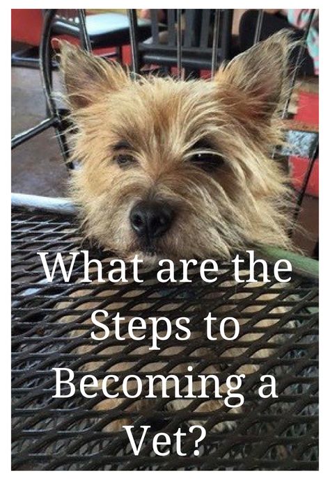 Ryan's story proves that the steps to becoming a vet can be varied and it is never too late to follow your dream. He started vet school in his 30's and has never been happier. #Vetschool #veterinarystudents #veterinarian Veterinarian Career, Veterinarian School, Becoming A Veterinarian, Vet Technician, Never Been Happier, Veterinary School, Vet Medicine, Vet Assistant, Animal Experiences