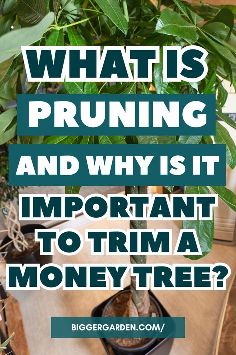 How To Prune A Money Tree For Bigger Growth – 8 Easy Steps Money Tree Pot Propagating A Money Tree Money Tree Indoor Big Money Tree Money Tree Plant Decor Money Tree Plant Propagation How To Braid Money Tree Plant Money Tree Plants Room Decor Japanese Money Plant Ponytail Plant, Money Plant Indoor, Money Tree Plant Care, Chinese Money Tree, Money Tree Plant, Pachira Aquatica, Tree Pot, Manage Your Money, Tree Pruning