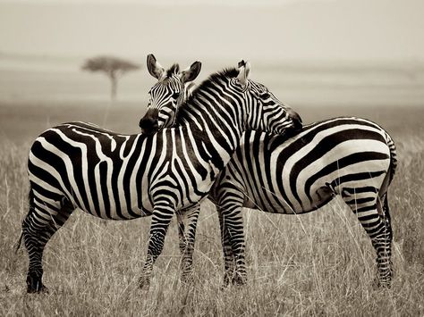 Zebra Picture -- Animal Wallpaper -- National Geographic Photo of the Day www.ilove-Africa.com Zebra Pictures, Zebra Wallpaper, Masai Mara National Reserve, Backgrounds Iphone, Zebras Animal, African Animals, National Geographic Photos, Animal Wallpaper, Nature Animals