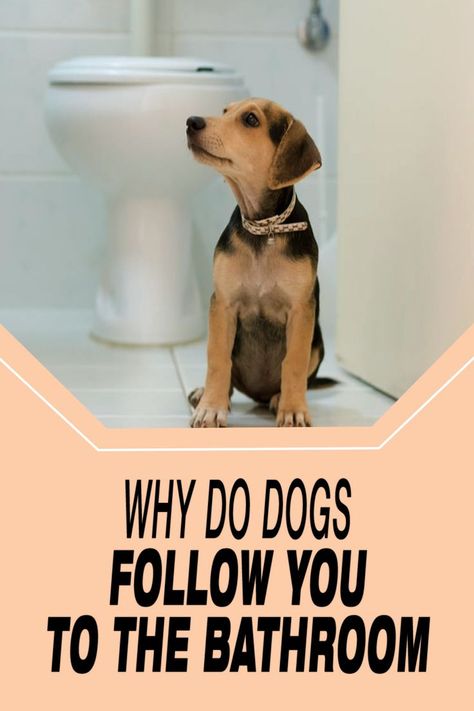 Why Do Dogs Follow You To The Bathroom Dogs And Humans, Dog Behavior, Follow You, The Meaning, The Bathroom, Dog Training, Meant To Be, Dogs