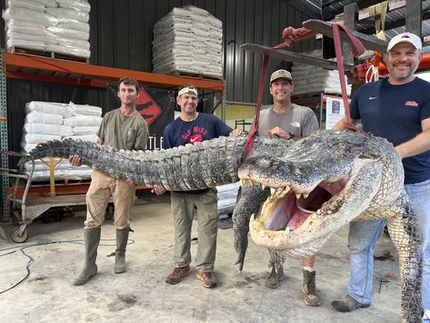 Longest alligator in Mississippi history captured by hunters Alligator Hunting, Christopher Smith, American Alligator, Hunting Tips, Mississippi State, Hunting Season, Crocodiles, Mississippi, Reptiles