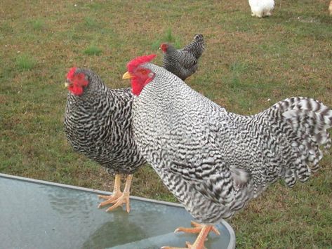 Dominique Chickens, Chicken Raising, Rooster Breeds, Long Drive, Backyard Chickens, Chicken Breeds, Raising Chickens, Farm Gardens, Chickens Backyard