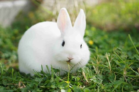 mini satin rabbit White Rabbit Images, Satin Rabbit, Rabbit Species, Rabbits For Sale, All About Rabbits, Rabbit Wallpaper, Rabbit Breeds, Fluffy Bunny, Rabbit Lover