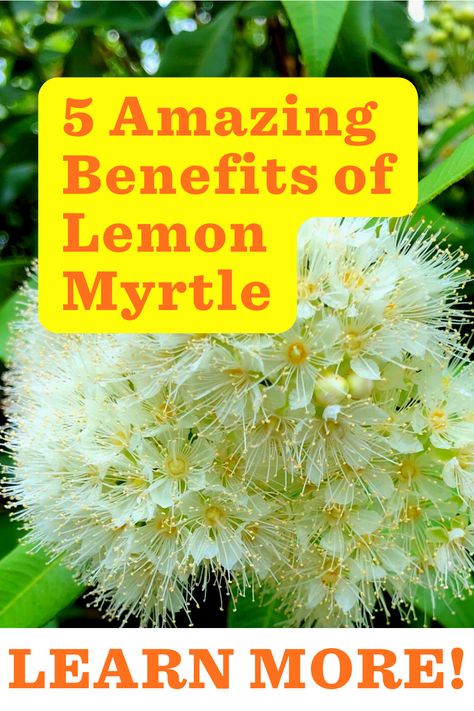 Lemon Myrtle Recipe, Lemon Myrtle Tree, Lemon Myrtle Essential Oil, Lemon Garden, Medicine Recipes, Benefits Of Lemon, Herbal Medicine Recipes, Lemon Health Benefits, Myrtle Tree