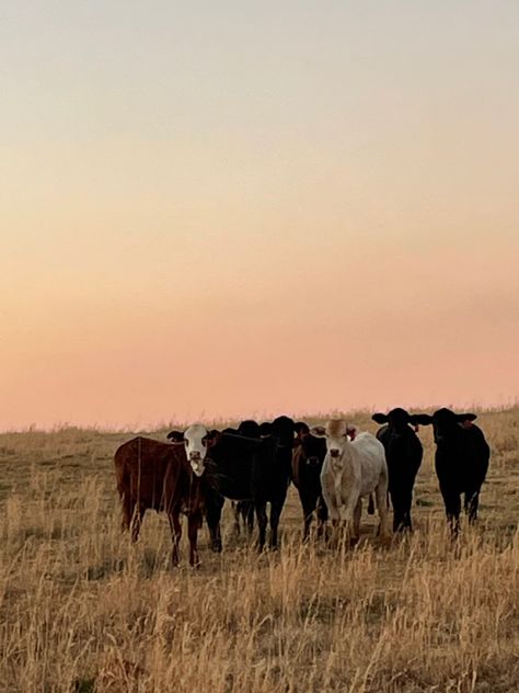 Field Of Cows Aesthetic, Cow Field Aesthetic, Field With Cows, Cows In Pasture, Cow In A Field, Cows In A Field, Cow Field, Maine Aesthetic, Southern Aesthetic