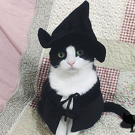 Wizard Halloween, Costume For Dogs, Tuxedo Kitten, Pet Costumes Cat, Cat Dressed Up, Wizard Cat, Wizard Costume, Witch Costumes, Cat Art Illustration