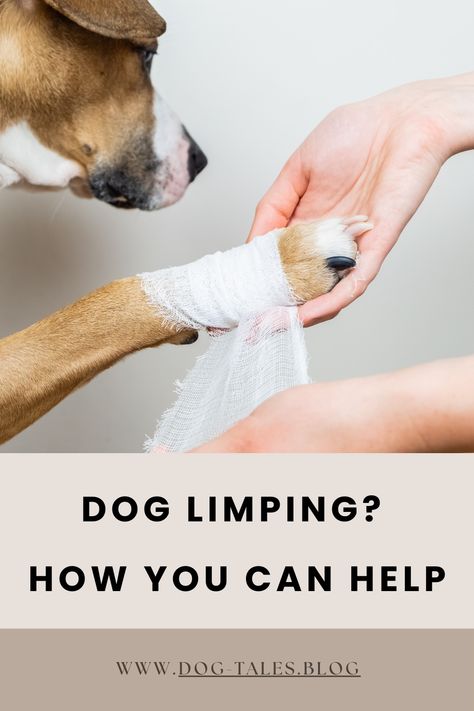 Worried about your limping dog? 🐶 Discover effective paw care tips, remedies, and how to manage pain. Learn when to call the vet to keep your pup in top shape! 🐕💚 #DogHealthCare #PawCareTips Dog Limping Front Leg, Limping Dog, Dog Emotions, Paw Care, Living With Dogs, Medication For Dogs, Dog Leg, Pet Vet, A Vet