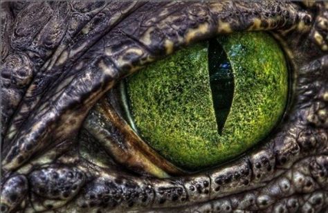 Crazy Macro photography of eyes - Album on Imgur Crocodile Eyes, Reptile Eye, Eye Images, Eye Photography, Creatures Of The Night, Dragon Eye, Crocodiles, Reptiles And Amphibians, Eye Art