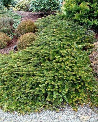 home depot Photo of Bearberry (Arctostaphylos uva-ursi 'Massachusetts') uploaded by Joy Tree Gardens, Landscaping A Slope, North To Alaska, Uva Ursi, Planting Plan, Garden Nursery, Native Garden, Creative Gardening, Plant List